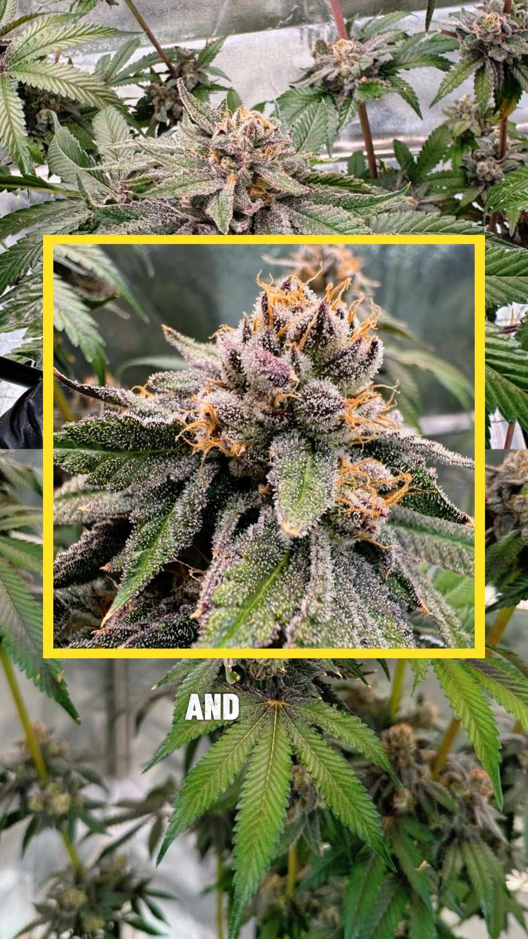BX1 Strain Fast Buds thumbnail